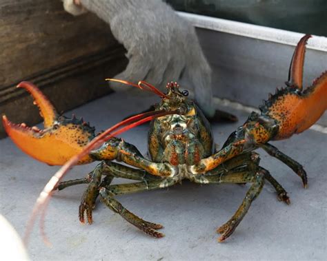 Lobster ‘red list’ draws ire, lawsuit from Maine fishers